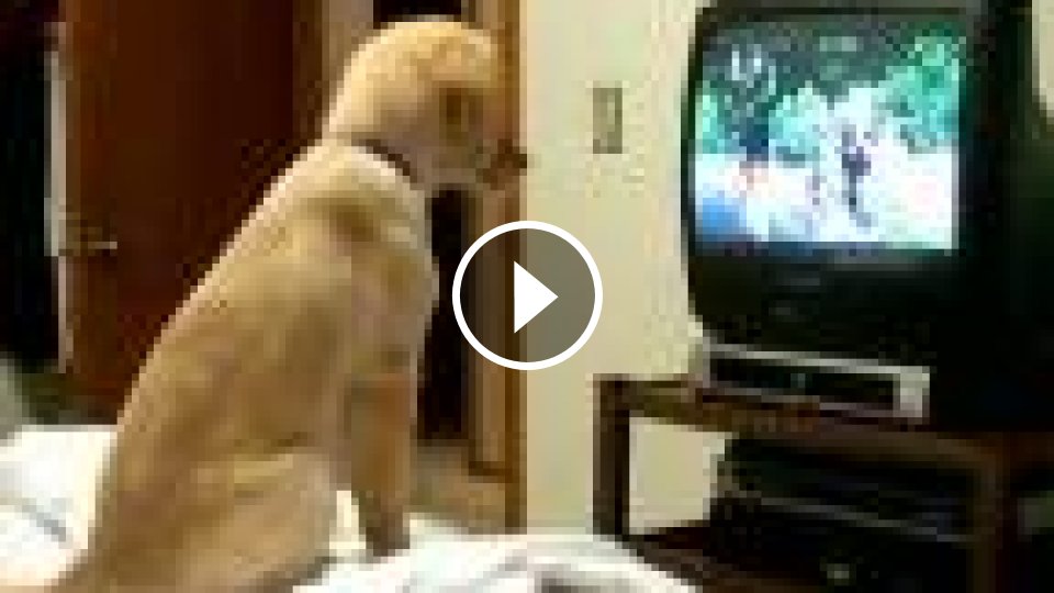 Dog tv. Собака перед телевизором. Собака смотрит футбол. Собака смотрит футбол по телевизору. Картинки где собаки смотрят телевизор.