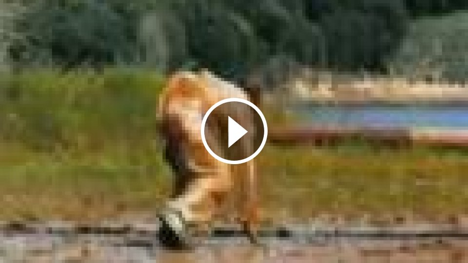 Jackass 1 - najlepšie situácie - Mojevideo