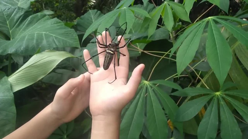 Obrovský pavúk na ruke (Nephila pilipes) - Mojevideo