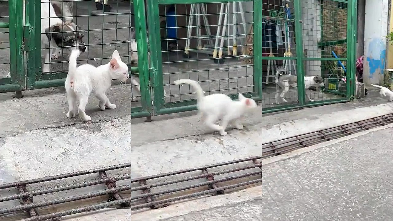 Malá mačka zistila, prečo sa nemá kamarátiť so psami - Mojevideo