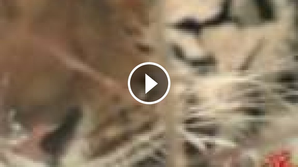 Nádherná ruská tajga - Mojevideo