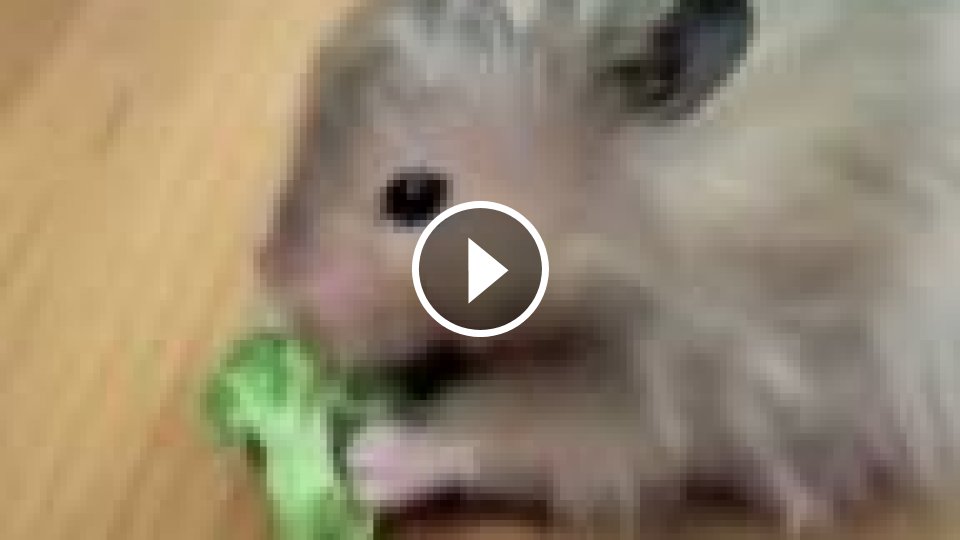 Škrečok video porno
