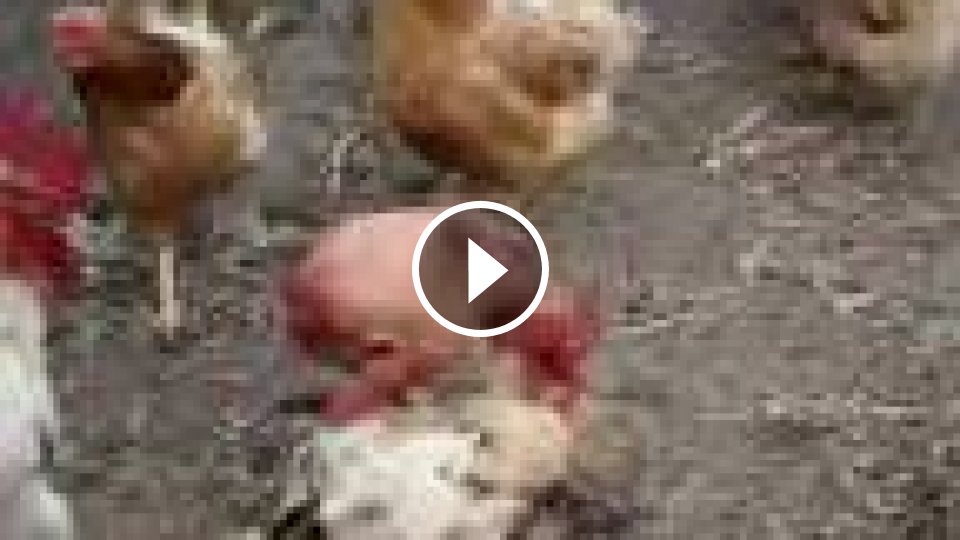 Www kohút videá com