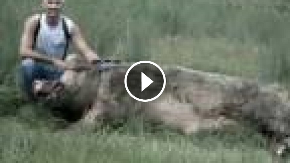 Štyry najväčšie svine na svete - Mojevideo