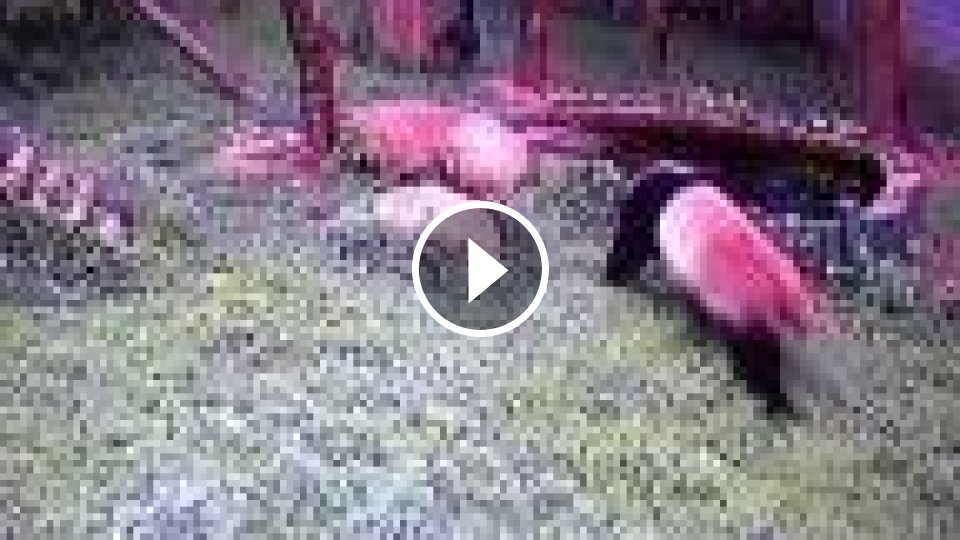 Panda vs Páv - Mojevideo