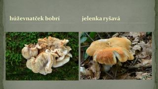 Udava 2012