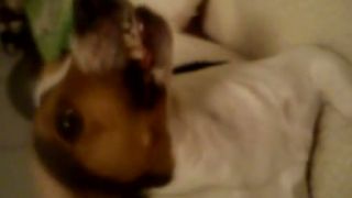 Uvrcany jack russel