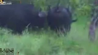Buvol si hravo poradil s krokodílom