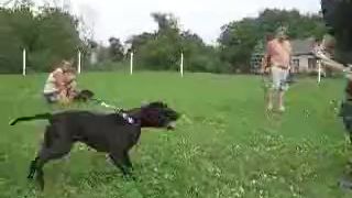 Pitbull na cvičáku