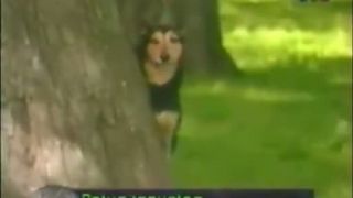Zakerny Psík