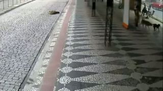 Autobus vs.psia svorka
