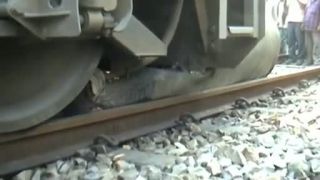 Vlak v Indii zrazil niěkolkotonového slona