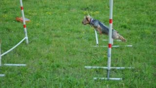 York Lanka a Agility