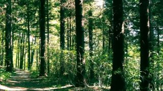 Pyrrhura - Hidden Road