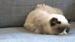 Grumpy Cat - harlem shake