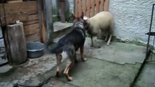Baran a pes