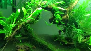 Akvarium na krevety, akvaristika