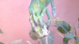 Tóno - Ch.calyptratus