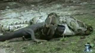 Pytón zožral menšieho aligátora