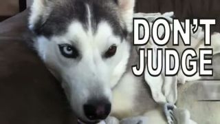 Dogs - Socks