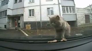 Mačičkine prekvapenie