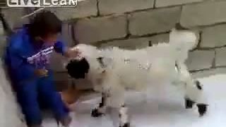 Ovca šikanuje malého chlapca