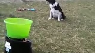 Ako zabavit psa bez namahy