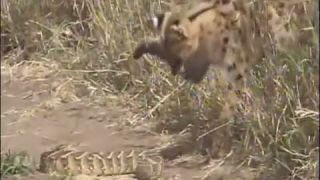 Súboj Serval vs Had