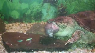 Kajmanka drava pri krmeni