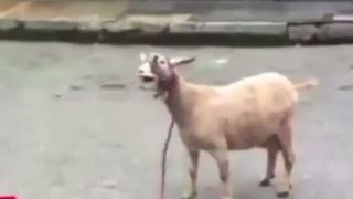 Gunther - Ding Dong