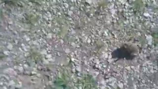 Pritulna žaba