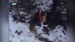 Vtipné útoky zvierat