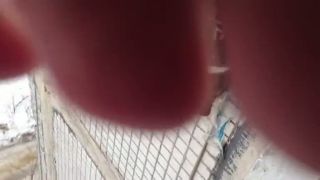 Holub v pasci