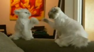Karate mačky