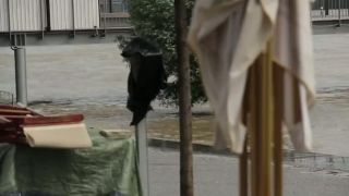 Dunaj zaplavil Bratislavu