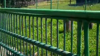 ZOO KOŠICE 2