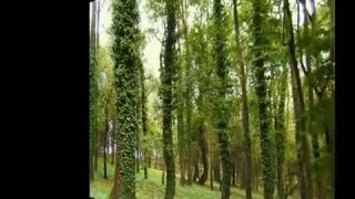 Trebišov Nahlas - Predvolebný song