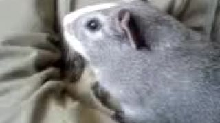 Morci
