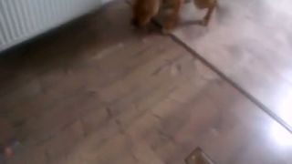 Pitbull vs. harmonika