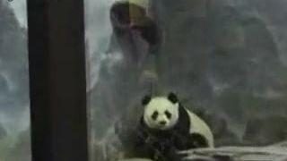 Panda Prison Break