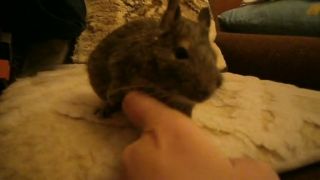 Maznanie s Osmákom Degu