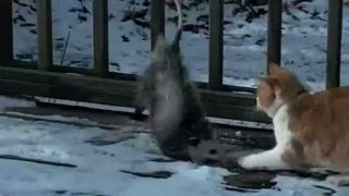 Opossum vs Mačka