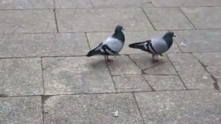 Disco holuby