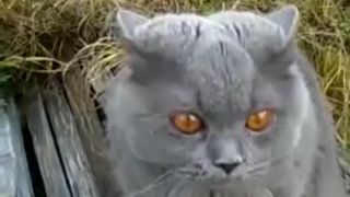 Mačacie fígle :)