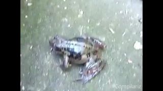 Kompilácia pazvukov zvierat
