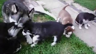 Husky puppy
