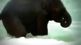 Sloníča prvý krát v mori