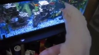 Mačka ktorá má aj vlastný 3D televízor