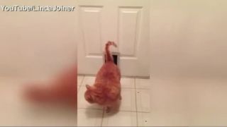 Garfield uviazol