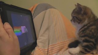 Mačiatko čumí na Nyan Cat